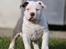 American Bully Ludvig 
