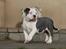 American Bully Ludvig 