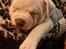 American Bully Ludvig 