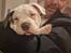 American Bully Ludvig 