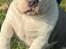 American Bully Ludvig 