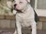 American Bully Ludvig 