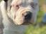 American Bully Ludvig 