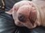 American Bully Ludvig 