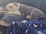 American Bully Ludvig 