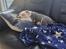American Bully Ludvig 