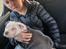 American Bully Ludvig 