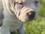 American Bully Ludvig 