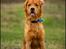 Golden retriever Spirit of Lucca con colore