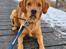 Golden retriever Spirit of Lucca con colore