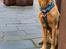 Golden retriever Spirit of Lucca con colore