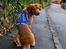 Golden retriever Spirit of Lucca con colore