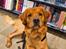 Golden retriever Spirit of Lucca con colore