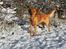 Golden retriever Spirit of Lucca con colore