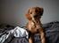 Golden retriever Spirit of Lucca con colore
