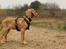 Golden retriever Spirit of Lucca con colore