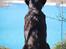 Labrador retriever Cody