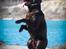 Labrador retriever Cody