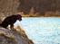 Labrador retriever Cody