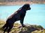 Labrador retriever Cody