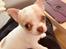 Chihuahua Zimba