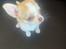 Chihuahua Zimba