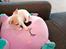 Chihuahua Zimba