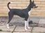 Rat Terrier Elly Plump´s I`LL KILLS THAT CAT (Hansen)