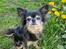 Chihuahua Lucky