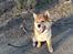 Shiba Pelle