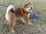 Shiba Pelle