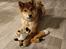Shiba Pelle