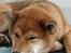 Shiba Pelle