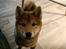 Shiba Pelle