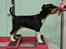 Rat Terrier Solgaards Darwin DØD