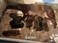 Labrador retriever Balder - 2 uger gammel 