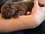 Labrador retriever Balder - 2 uger gammel