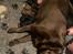 Labrador retriever Balder - Et par dage gammel