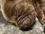 Labrador retriever Balder