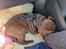 Labrador retriever Balder - 8 uger gammel 