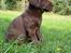 Labrador retriever Balder - 8 uger gammel