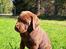 Labrador retriever Balder - 8 uger gammel