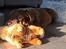 Labrador retriever Balder - 8 uger gammel 