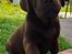 Labrador retriever Balder - 8 uger gammel 