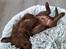 Labrador retriever Balder - 10. maj 2025