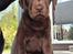 Labrador retriever Balder - 11. maj 2025