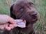 Labrador retriever Balder - 13. maj 2025