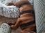 Labrador retriever Balder - 14. maj 2025