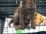 Labrador retriever Balder - 18. maj 2025
