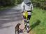 Labrador retriever Balder - 22. maj 2025